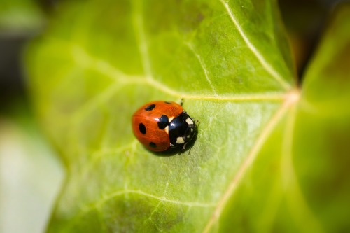 Red lady bug on a leaf_Quelle: Unsplash_Michel Bosma_XgF9e93Tkt0